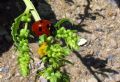 Coccinella septempunctata